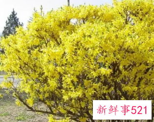 连翘的功效与作用的功能与主治