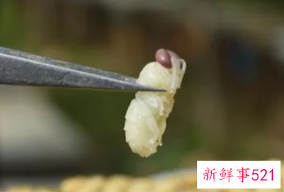经常吃蜂蛹好不好