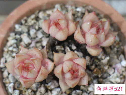 多肉法比奥拉的养殖方法