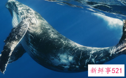 鲸鱼宝宝刚出生多大