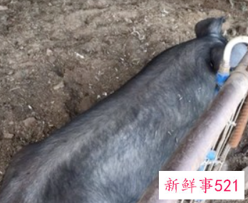 煮酱猪肉的家常做法