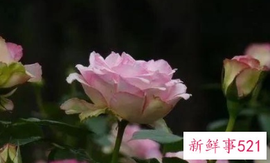 一辈子不缺男人的生肖女