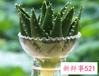芦荟可以水养吗