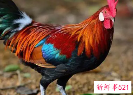 81年属鸡的人2022年运势