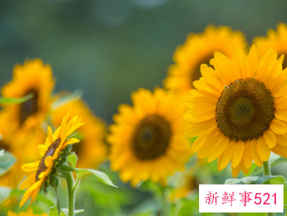 象征考试必过的花