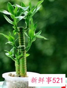 荷花竹代表什么