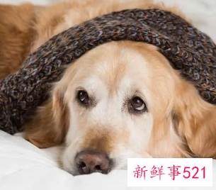 狗狗突然很蔫一直趴着不理人