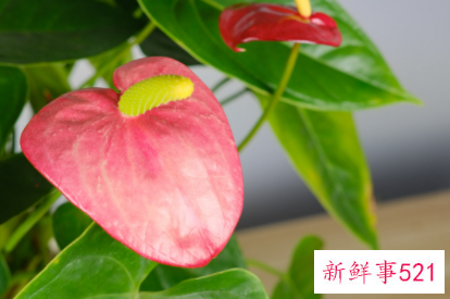 象征考试必过的花