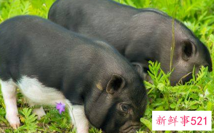 属猪人腊月出生命运如何