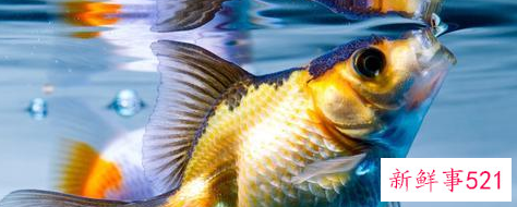 养鱼要用什么水才不会死