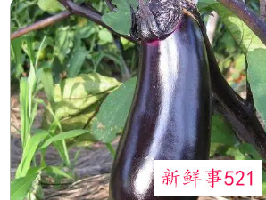 减肥为什么不让吃茄子