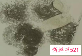 墙体发霉怎样彻底处理