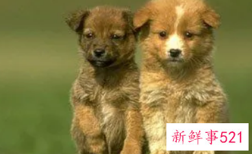 06年属狗吉祥数字和幸运数字