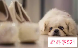 狗狗突然很蔫一直趴着不理人