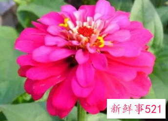 象征考试必过的花