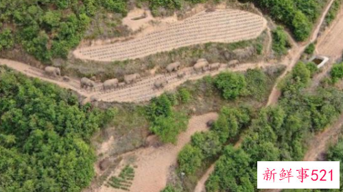 云南象群总体向西迁移