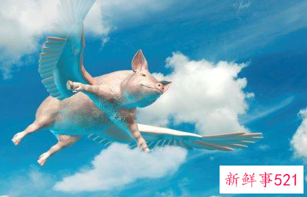 属猪人腊月出生命运如何