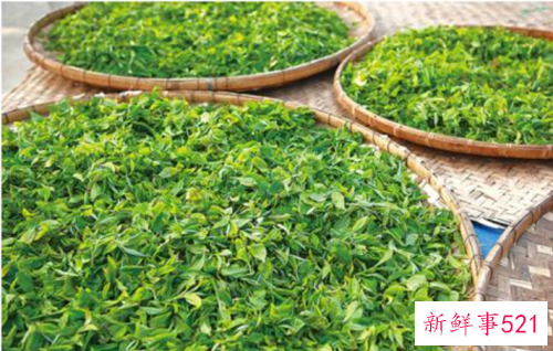 什么茶减肥最有效