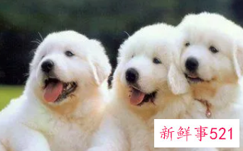 06年属狗吉祥数字和幸运数字