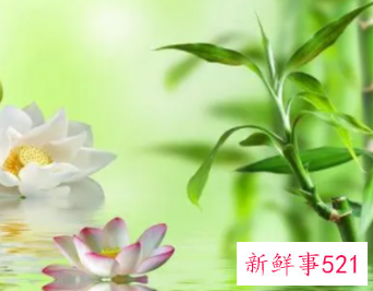 荷花竹代表什么