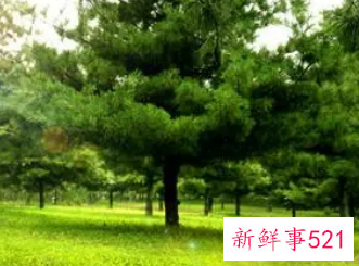 梦见松树林是什么意思