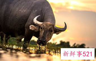 梦见水牛打架有什么征兆