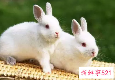 属兔人跟谁一起财运好