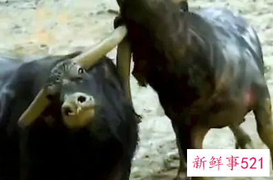 梦见水牛打架有什么征兆