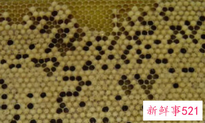 经常吃蜂蛹好不好