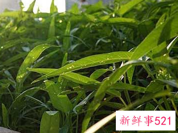 见识一下空心菜的7大神奇功效