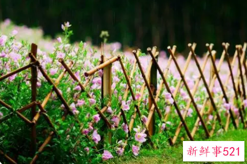 梦见篱笆是什么征兆