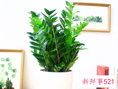 阳台适合种什么植物风水好