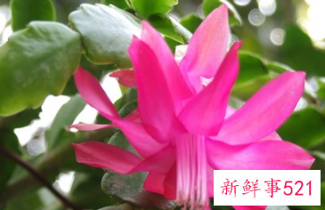 蟹爪兰风水摆放禁忌