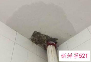 楼上渗水墙体湿怎么办