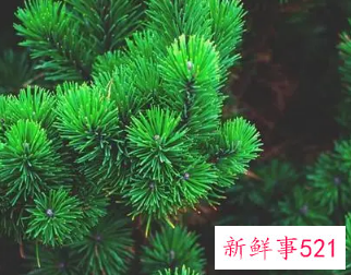 梦见松树林是什么意思