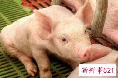 猪价尚未出现向上拐点详情