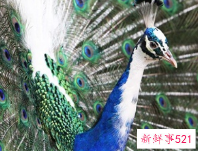 西方孔雀寓意什么意思