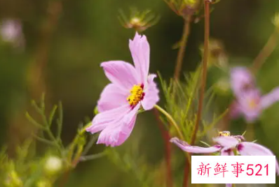 会因家人反对而放弃爱情的星座