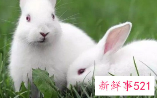 属兔财运好的微信名字