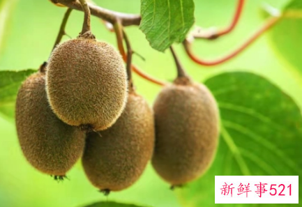 怀孕可以吃猕猴桃吗