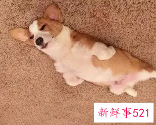 狗狗突然很蔫一直趴着不理人