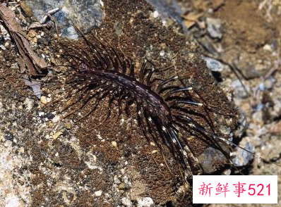 蚰蜒出现在卧室怎么办