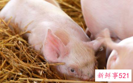 属猪人腊月出生命运如何