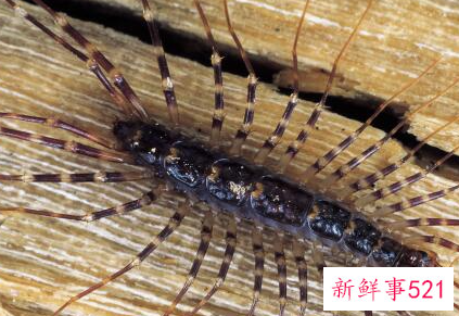 蚰蜒出现在卧室怎么办