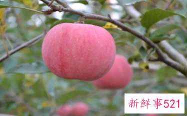 梦见挑选苹果是什么意思