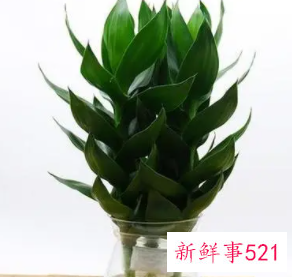 荷花竹代表什么