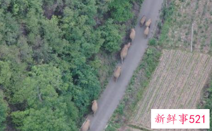 云南象群总体向西迁移