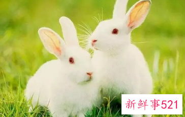 属兔财运好的微信名字