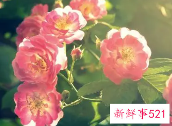 如何让双子座对你着迷