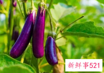 减肥为什么不让吃茄子